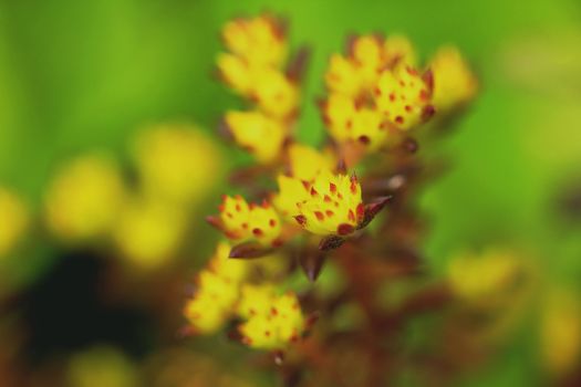 Sedum susanae Hamet, succulent plant Tillering Inflorescences are axillary or axillary. Yellow flowers are rare plants.