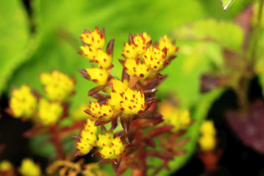 Sedum susanae Hamet, succulent plant Tillering Inflorescences are axillary or axillary. Yellow flowers are rare plants.