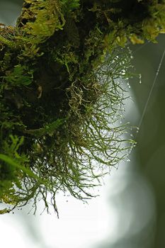 Water drops on Lichen in an abundant forest
