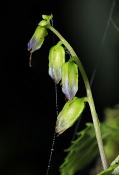 Pollen with a spider web