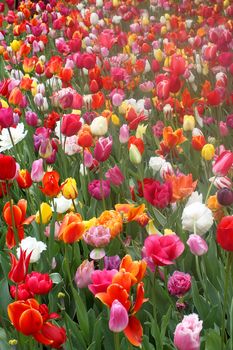 Colorful tulips in Keukenhof garden -Holland