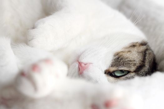 Close up of tabby cat sleeping in his bed