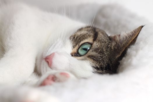 Close up of tabby cat sleeping in his bed