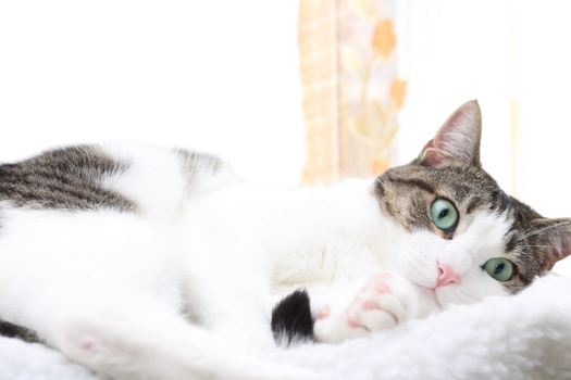 Close up of tabby cat in his bed