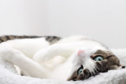 Close up of tabby cat sleeping in his bed