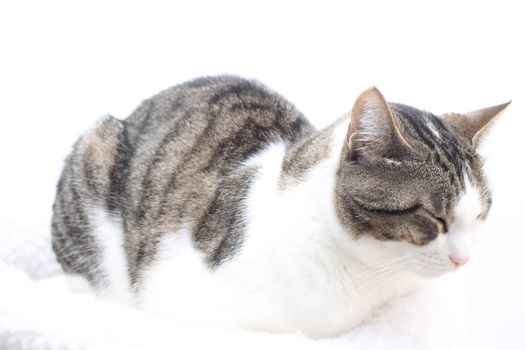 Tabby cat on white background. Eyes closed
