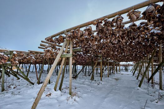 Drying flakes for stockfish cod fish heads in winter. Sakrisoy fishing village, Lofoten islands, Norway