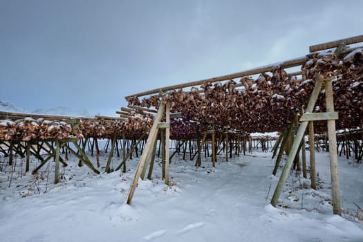 Drying flakes for stockfish cod fish heads in winter. Sakrisoy fishing village, Lofoten islands, Norway