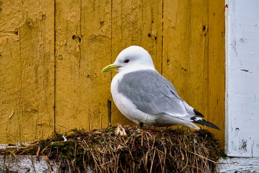 Seagull bird against yellow wall. Lofoten islands, Norway