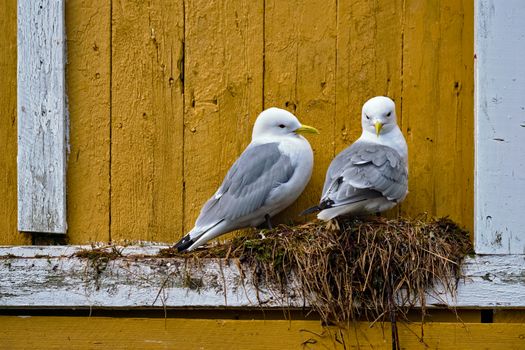 Seagulls couple two birds on nest against yellow wall. Lofoten islands, Norway