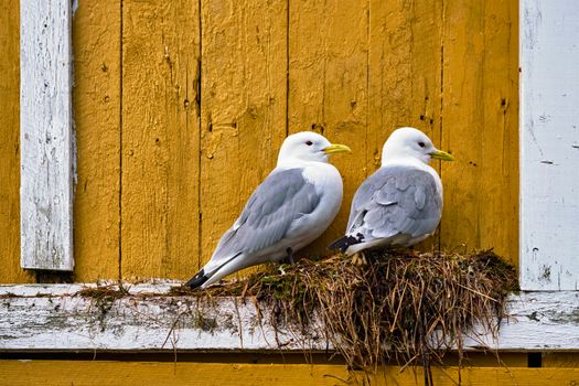 Seagulls couple two birds on nest against yellow wall. Lofoten islands, Norway