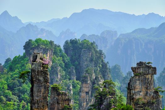 Famous tourist attraction of China - Zhangjiajie stone pillars cliff mountains on sunset at Wulingyuan, Hunan, China