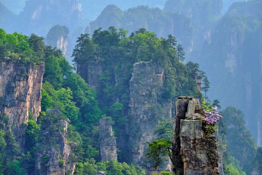 Famous tourist attraction of China - Zhangjiajie stone pillars cliff mountains on sunset at Wulingyuan, Hunan, China