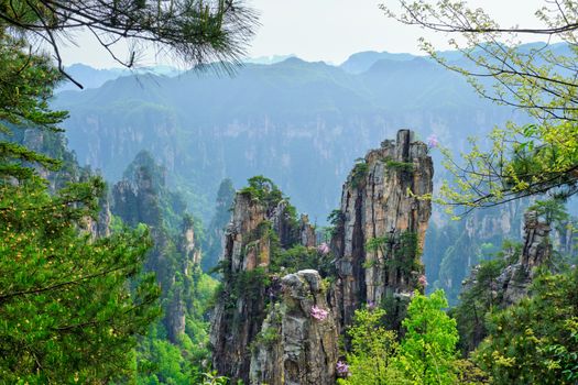 Famous tourist attraction of China - Zhangjiajie stone pillars cliff mountains at Wulingyuan, Hunan, China