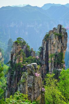 Famous tourist attraction of China - Zhangjiajie stone pillars cliff mountains on sunset at Wulingyuan, Hunan, China