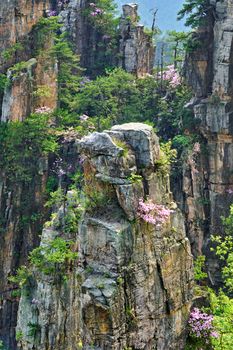 Famous tourist attraction of China - Zhangjiajie stone pillars cliff mountains on sunset at Wulingyuan, Hunan, China