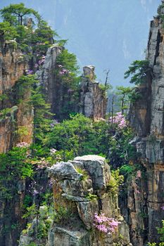 Famous tourist attraction of China - Zhangjiajie stone pillars cliff mountains on sunset at Wulingyuan, Hunan, China