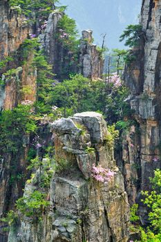 Famous tourist attraction of China - Zhangjiajie stone pillars cliff mountains on sunset at Wulingyuan, Hunan, China