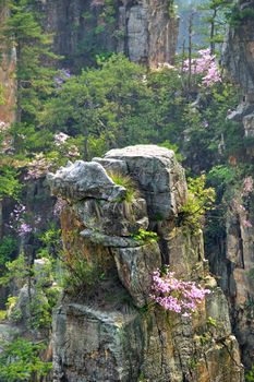 Famous tourist attraction of China - Zhangjiajie stone pillars cliff mountains on sunset at Wulingyuan, Hunan, China