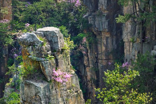 Famous tourist attraction of China - Zhangjiajie stone pillars cliff mountains on sunset at Wulingyuan, Hunan, China