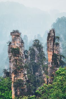 Famous tourist attraction of China - Zhangjiajie stone pillars cliff mountains in fog clouds at Wulingyuan, Hunan, China