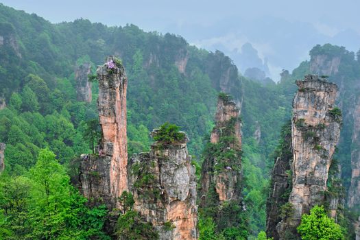 Famous tourist attraction of China - Zhangjiajie stone pillars cliff mountains in fog clouds at Wulingyuan, Hunan, China