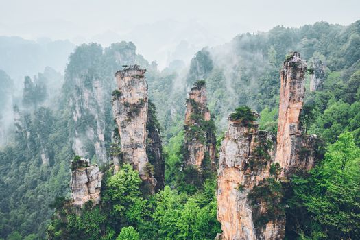 Famous tourist attraction of China - Zhangjiajie stone pillars cliff mountains in fog clouds at Wulingyuan, Hunan, China