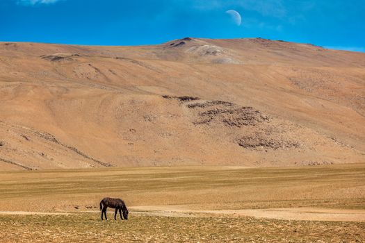 Horse grazing in Himalayas. Ladakh, Jammu and Kashmir, India