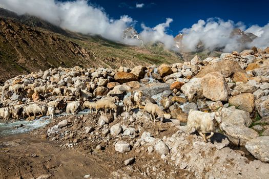 Herd of Pashmina sheep and goats crossing the stream in Himalayas. Lahaul Valley, Himachal Pradesh, India