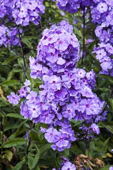 Phlox paniculata 'Blue Paradise' an herbaceous springtime summer flower plant