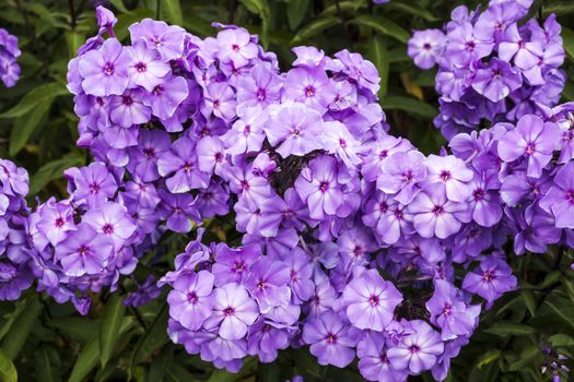 Phlox paniculata 'Blue Paradise' an herbaceous springtime summer flower plant