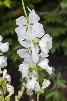 Sidalcea candida a white summer flower plant commonly known as white, prairie mallow