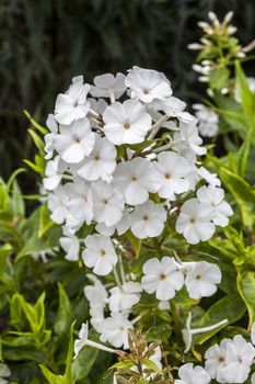 Phlox carolina 'Miss Lingard' an herbaceous springtime summer white flower plant