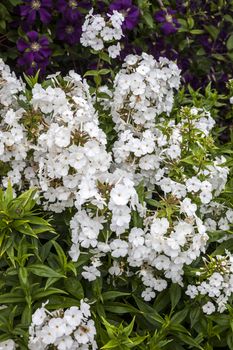 Phlox carolina 'Miss Lingard' an herbaceous springtime summer white flower plant