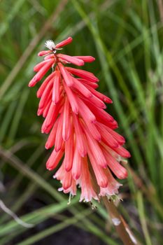 Kniphofia spendida 'Strawberries and Cream' a coral pink semi evergreen perennial summer autumn flower plant commonly known as red hot poker or torch lily