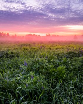 Twilight on a field covered with flowering lupines in spring or early summer season with fog and trees on a background in morning. Landscape.