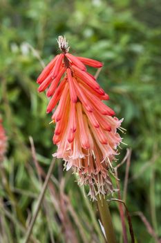 Kniphofia spendida 'Strawberries and Cream' a coral pink semi evergreen perennial summer autumn flower plant commonly known as red hot poker or torch lily