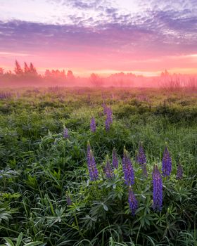 Twilight on a field covered with flowering lupines in spring or early summer season with fog and trees on a background in morning. Landscape.