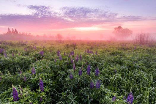 Twilight on a field covered with flowering lupines in spring or early summer season with fog and trees on a background in morning. Landscape.