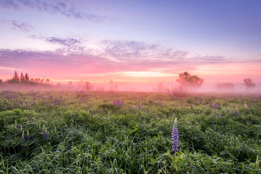 Twilight on a field covered with flowering lupines in spring or early summer season with fog and trees on a background in morning. Landscape.