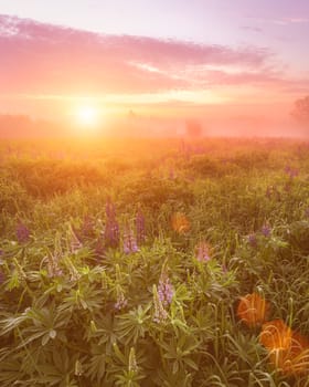 Sunrise on a field covered with flowering lupines in spring or early summer season with fog and trees on a background in morning. Landscape.