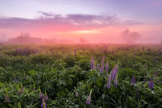 Twilight on a field covered with flowering lupines in spring or early summer season with fog and trees on a background in morning. Landscape.
