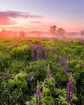 Twilight on a field covered with flowering lupines in spring or early summer season with fog and trees on a background in morning. Landscape.