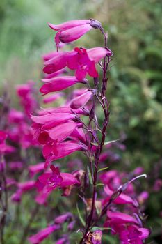 Penstemon 'Andenken an Friedrich Hahn' (Penstemon campanulatus 'Garnet') a red summer  semi evergreen perennial flower plant