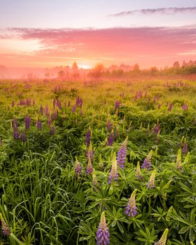 Twilight on a field covered with flowering lupines in spring or early summer season with fog and trees on a background in morning. Landscape.