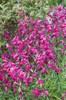 Penstemon 'Andenken an Friedrich Hahn' (Penstemon campanulatus 'Garnet') a red summer  semi evergreen perennial flower plant