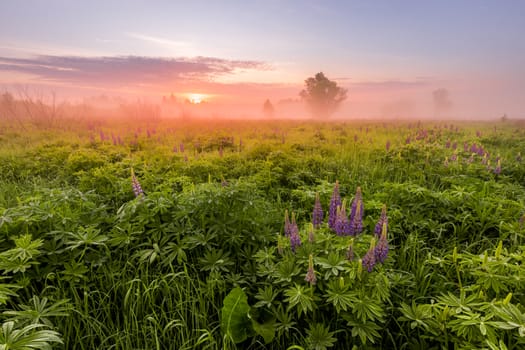 Sunrise on a field covered with flowering lupines in spring or early summer season with fog and trees on a background in morning. Landscape.