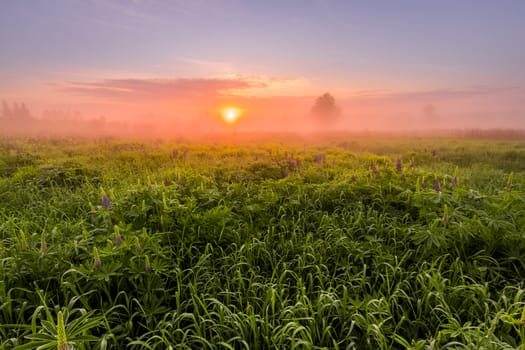 Sunrise on a field covered with flowering lupines in spring or early summer season with fog and trees on a background in morning. Landscape.