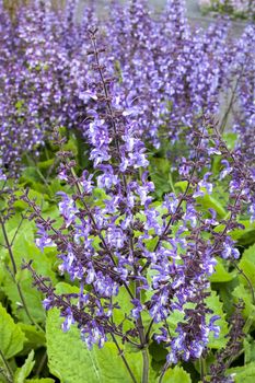 Salvia forsskaolii an herbaceous purple perennial summer autumn flower plant commonly known as indigo woodland sage