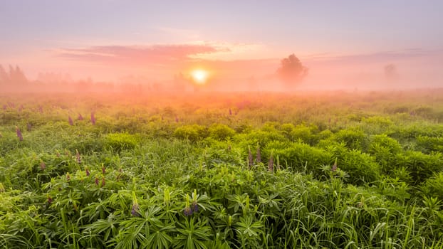 Sunrise on a field covered with flowering lupines in spring or early summer season with fog and trees on a background in morning. Panorama.